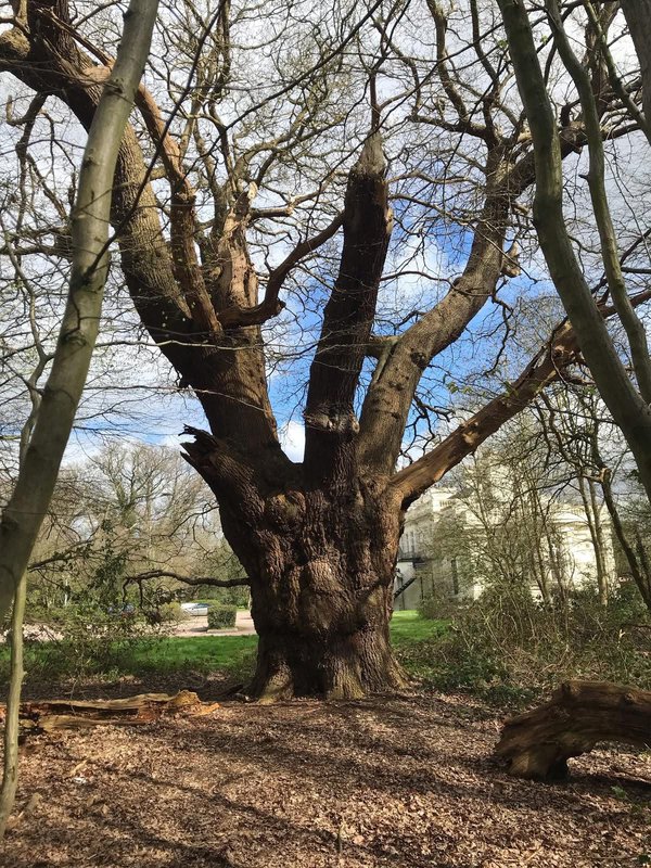 A Tree of 500 Years—Gone in a Day: Community in Uproar Over Whitewebbs Oak Felling