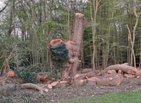 Whitewebbs Oak Tree: Toby Carvery to Fund New Orchard Following Public Outcry