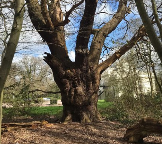 A Tree of 500 Years—Gone in a Day: Community in Uproar Over Whitewebbs Oak Felling