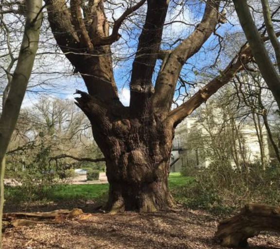 A Tree of 500 Years—Gone in a Day: Community in Uproar Over Whitewebbs Oak Felling